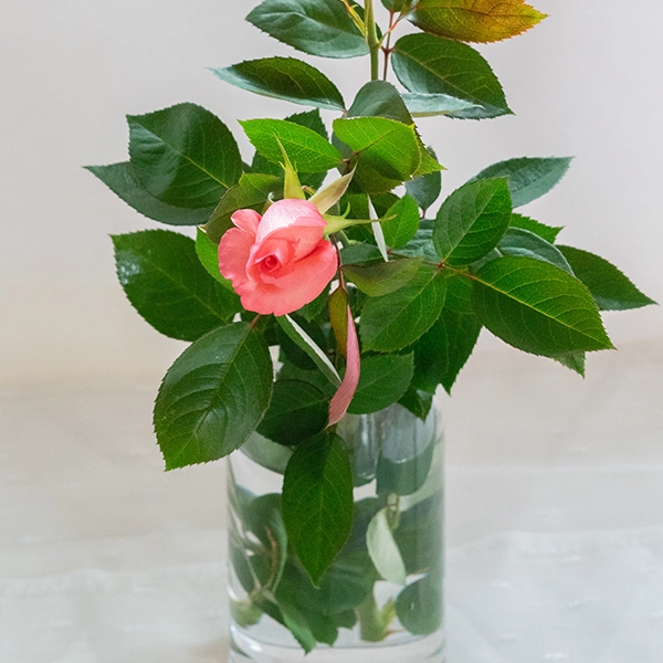 品種名COMING SOON